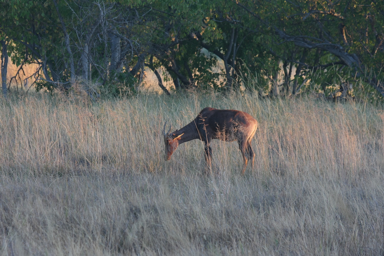 [17595] 2016_06_28_01_13_12_Africa_Canon_EOS_40D_IMG__02678.jpg