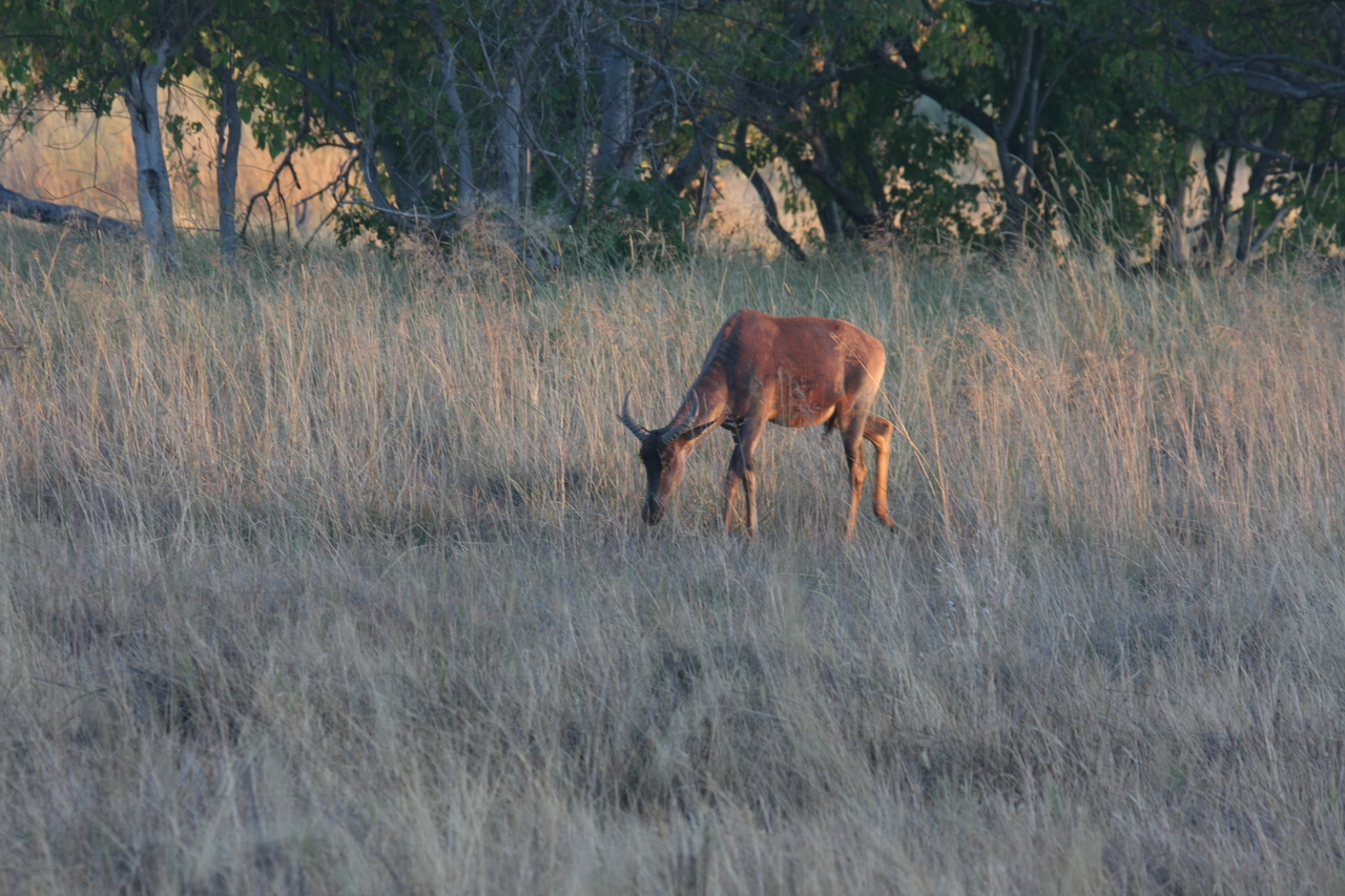[17599] 2016_06_28_01_13_15_Africa_Canon_EOS_40D_IMG__00313.jpg