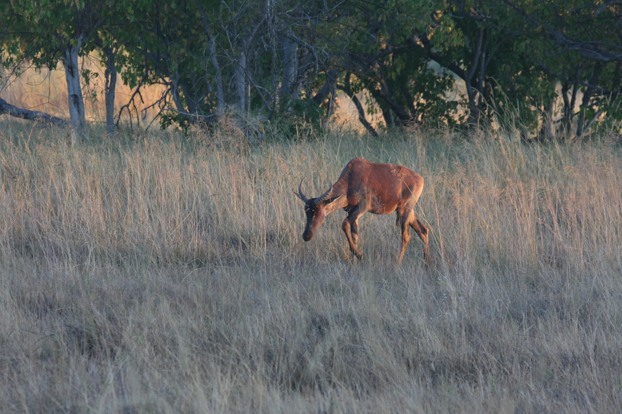 [17602] 2016_06_28_01_13_15_Africa_Canon_EOS_40D_IMG__10136.jpg