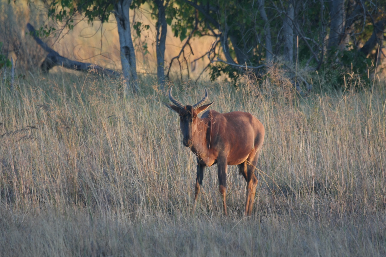 [17616] 2016_06_28_01_14_33_Africa_Canon_EOS_40D_IMG__02745.jpg