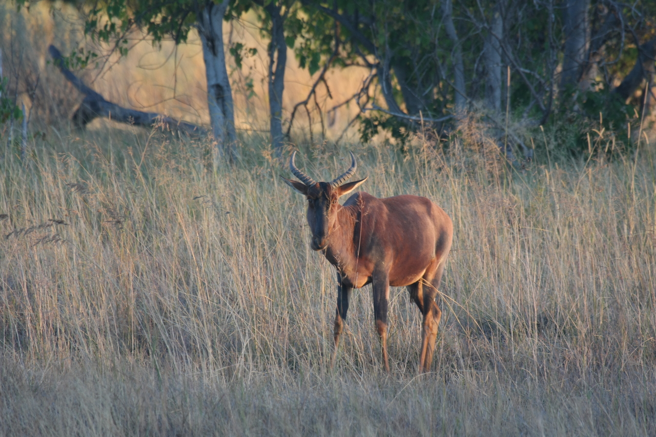 [17618] 2016_06_28_01_14_33_Africa_Canon_EOS_40D_IMG__02767.jpg