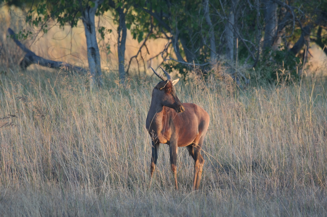 [17641] 2016_06_28_01_14_44_Africa_Canon_EOS_40D_IMG__02845.jpg