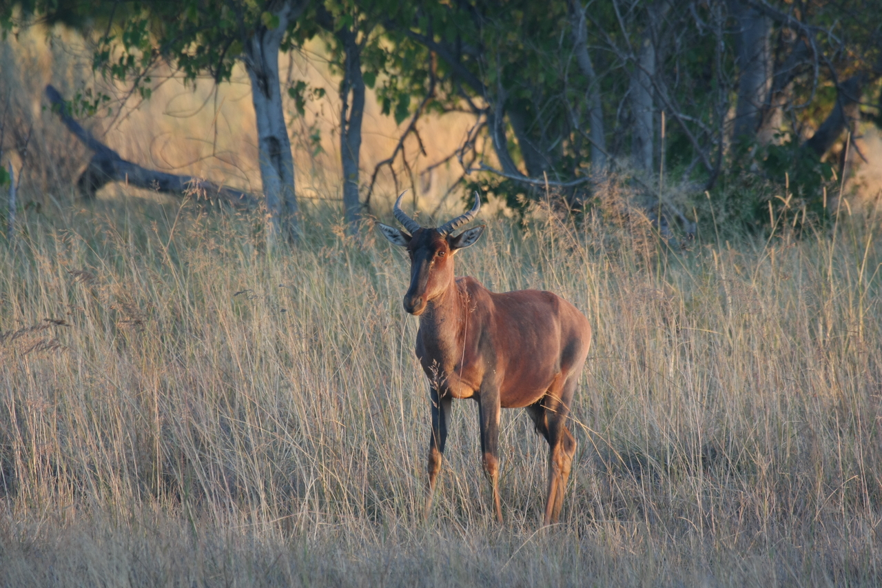 [17673] 2016_06_28_01_15_10_Africa_Canon_EOS_40D_IMG__00580.jpg