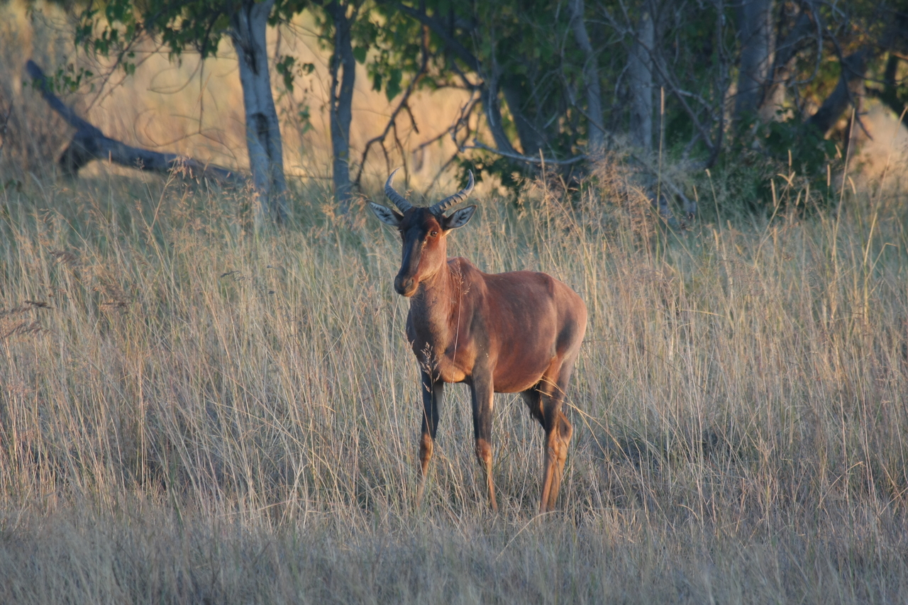 [17679] 2016_06_28_01_15_12_Africa_Canon_EOS_40D_IMG__00602.jpg