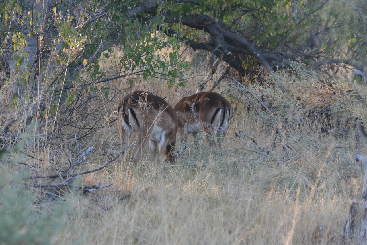 [17696] 2016_06_28_01_22_22_Africa_Canon_EOS_40D_IMG__10469.jpg