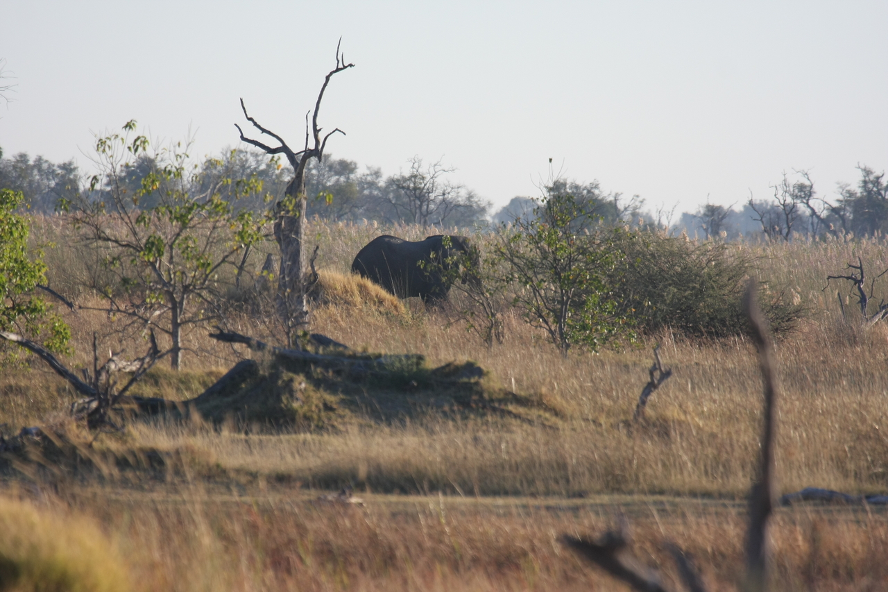 [17711] 2016_06_28_01_39_54_Africa_Canon_EOS_40D_IMG__00669.jpg