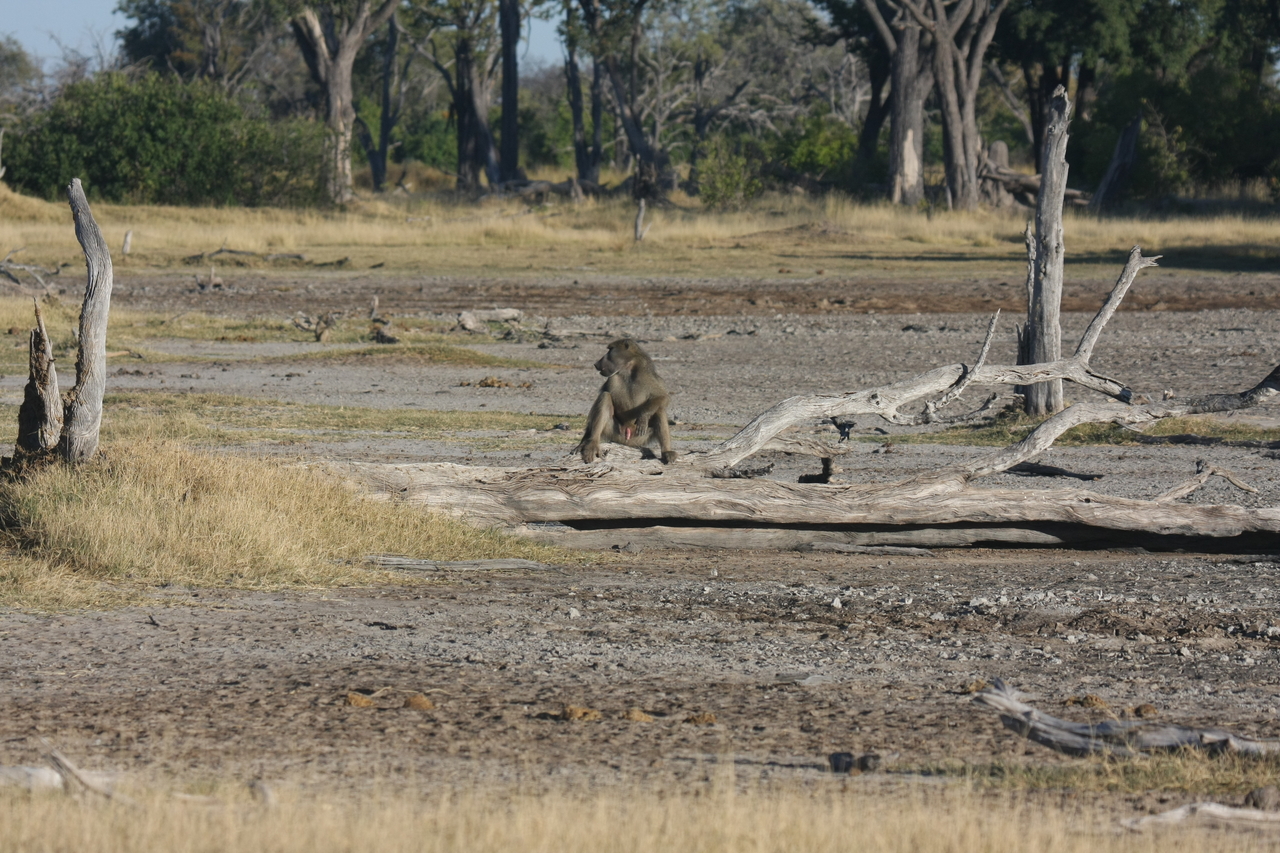 [17757] 2016_06_28_01_59_00_Africa_Canon_EOS_40D_IMG__00780.jpg