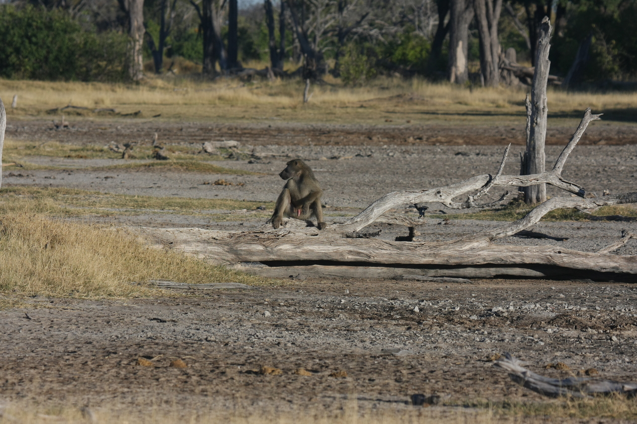 [17764] 2016_06_28_01_59_04_Africa_Canon_EOS_40D_IMG__00813.jpg