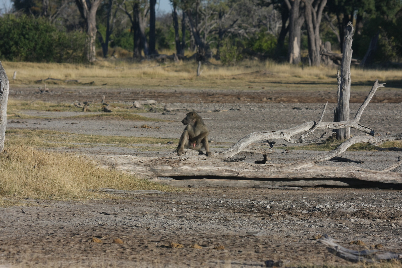 [17767] 2016_06_28_01_59_04_Africa_Canon_EOS_40D_IMG__10636.jpg