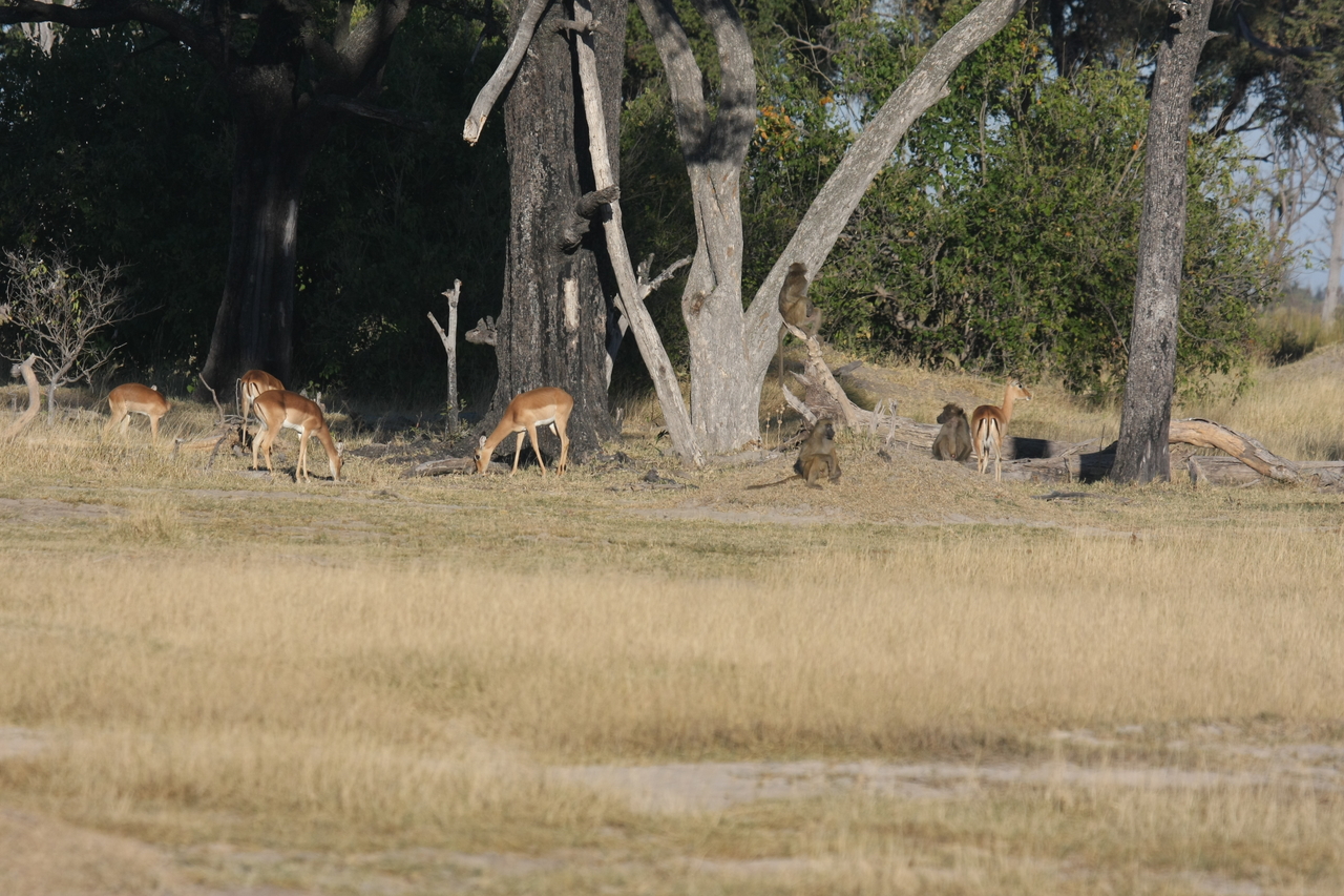 [17780] 2016_06_28_01_59_34_Africa_Canon_EOS_40D_IMG__10676.jpg