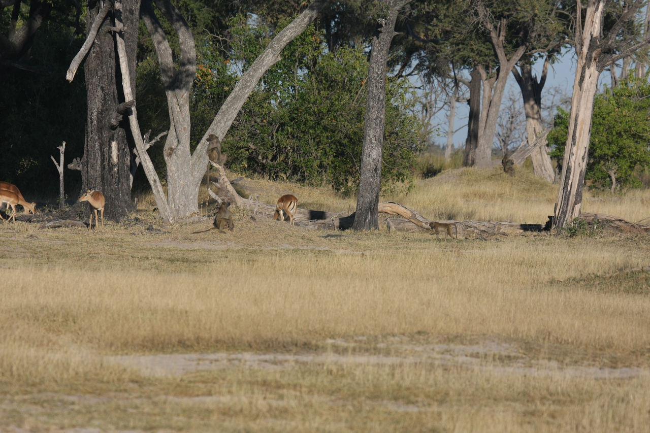 [17782] 2016_06_28_01_59_43_Africa_Canon_EOS_40D_IMG__00844.jpg