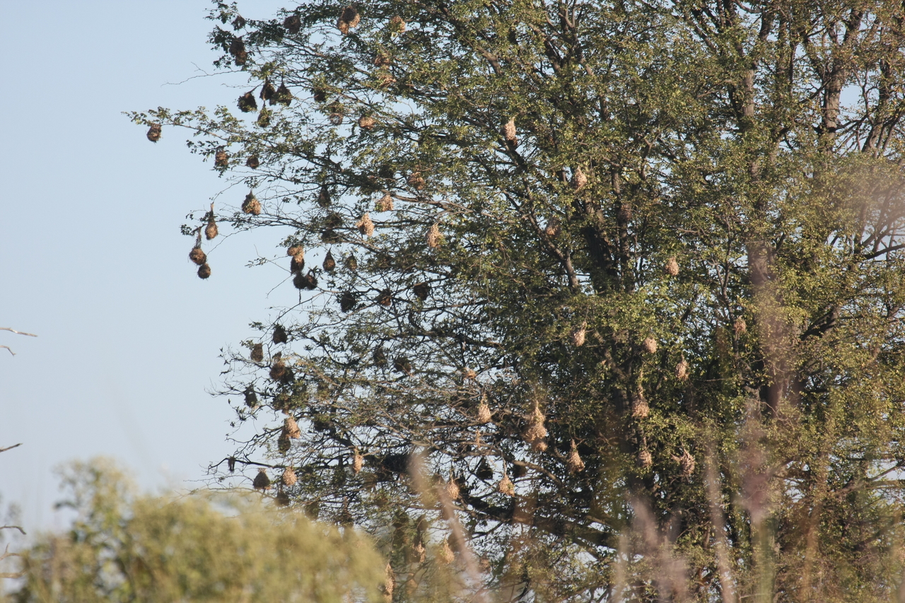 [17813] 2016_06_28_02_09_08_Africa_Canon_EOS_40D_IMG__03241.jpg