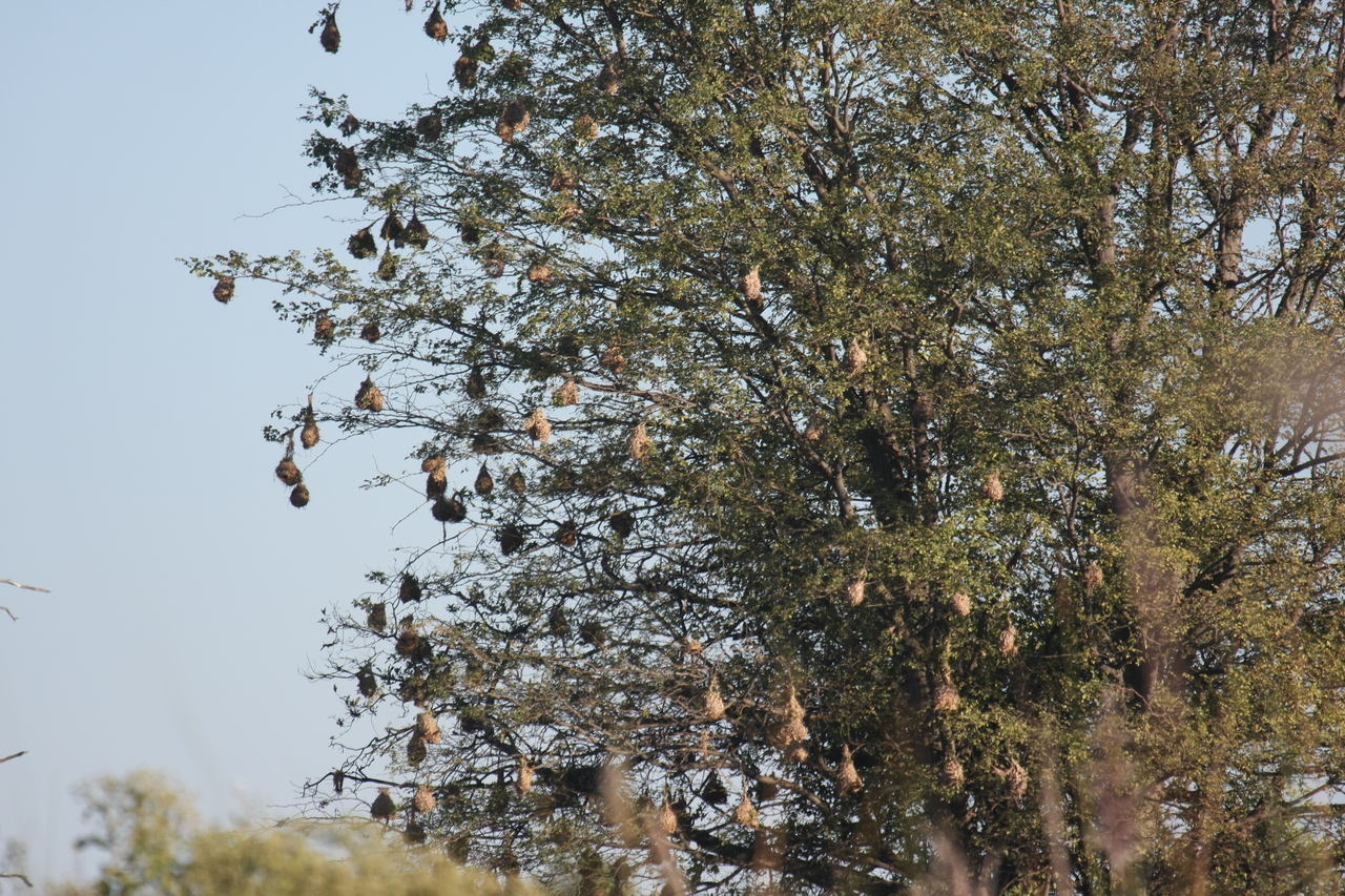 [17823] 2016_06_28_02_09_12_Africa_Canon_EOS_40D_IMG__09838.jpg
