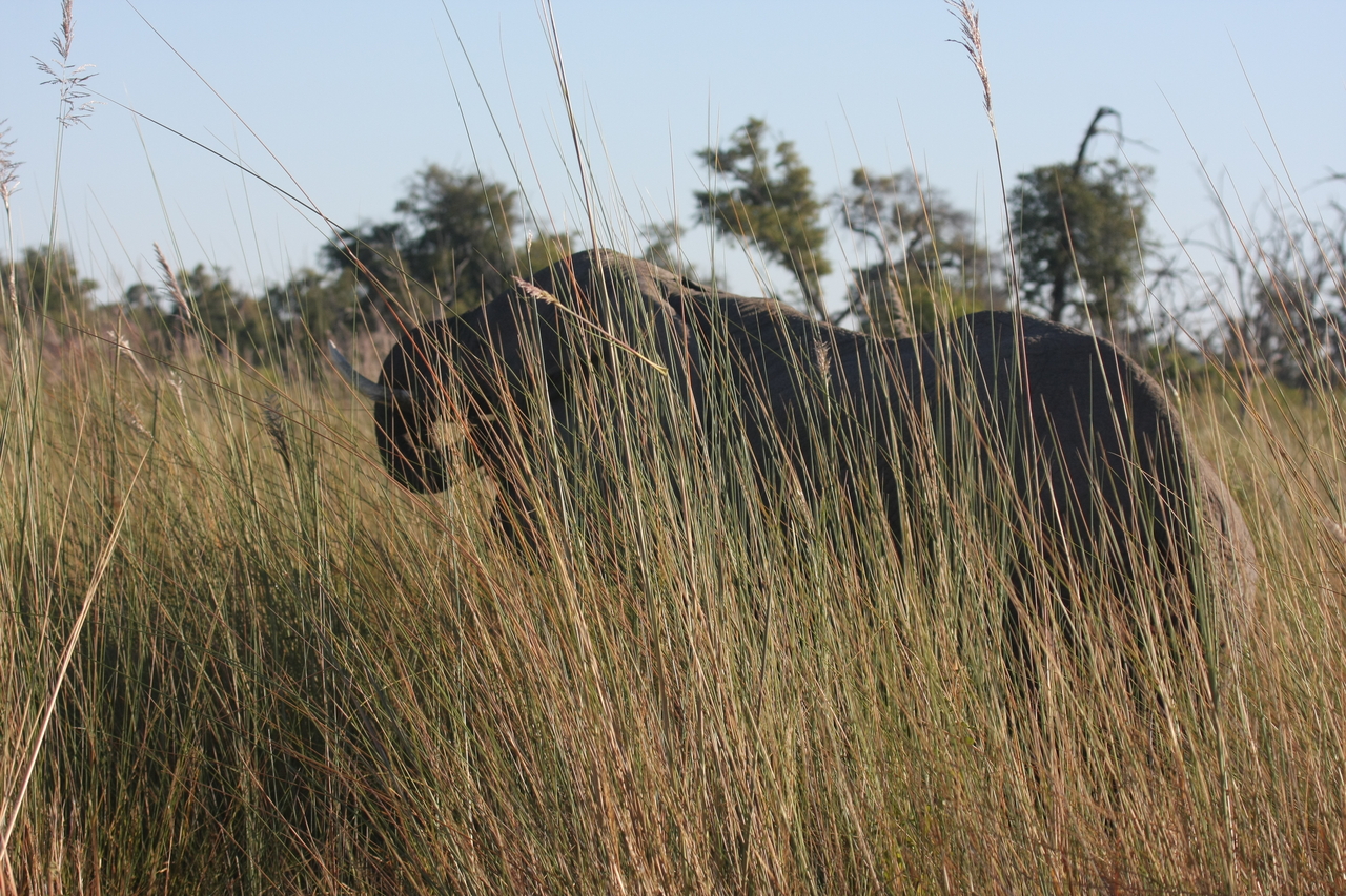 [17832] 2016_06_28_02_11_25_Africa_Canon_EOS_40D_IMG__02396.jpg