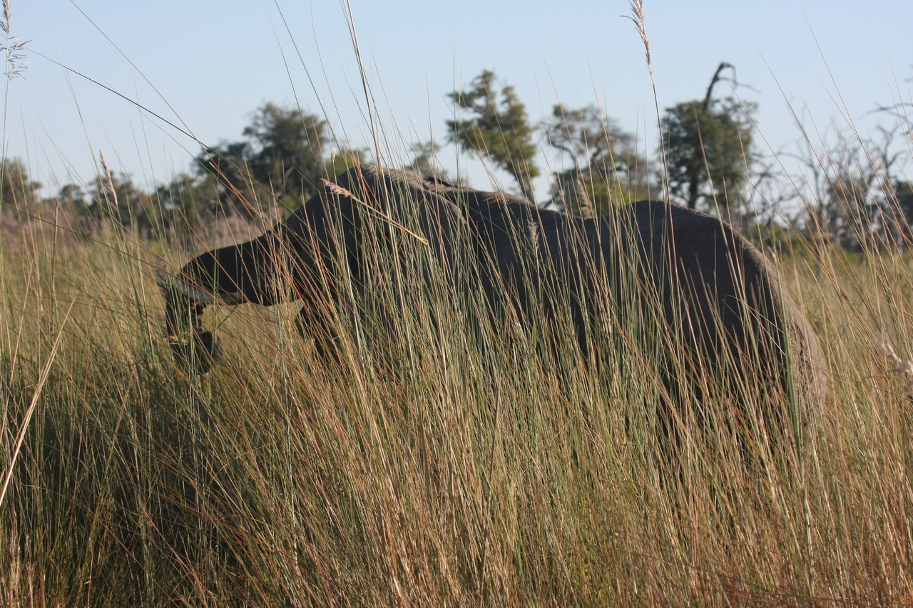 [17840] 2016_06_28_02_11_27_Africa_Canon_EOS_40D_IMG__09845.jpg