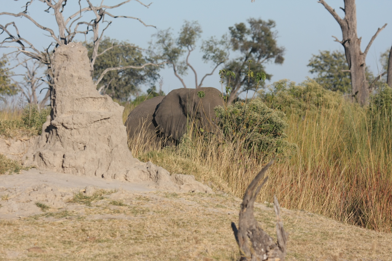 [17843] 2016_06_28_02_11_44_Africa_Canon_EOS_40D_IMG__02399.jpg