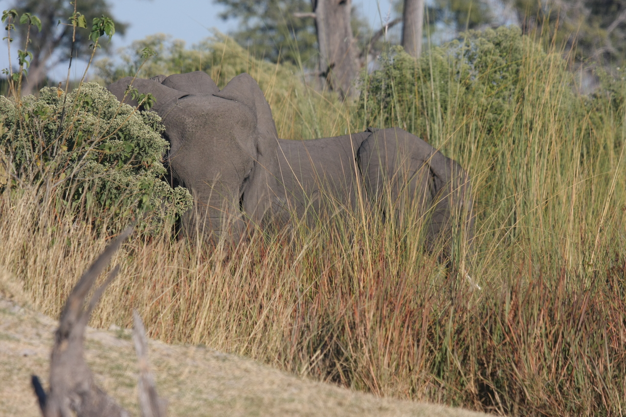 [17882] 2016_06_28_02_14_05_Africa_Canon_EOS_40D_IMG__09861.jpg