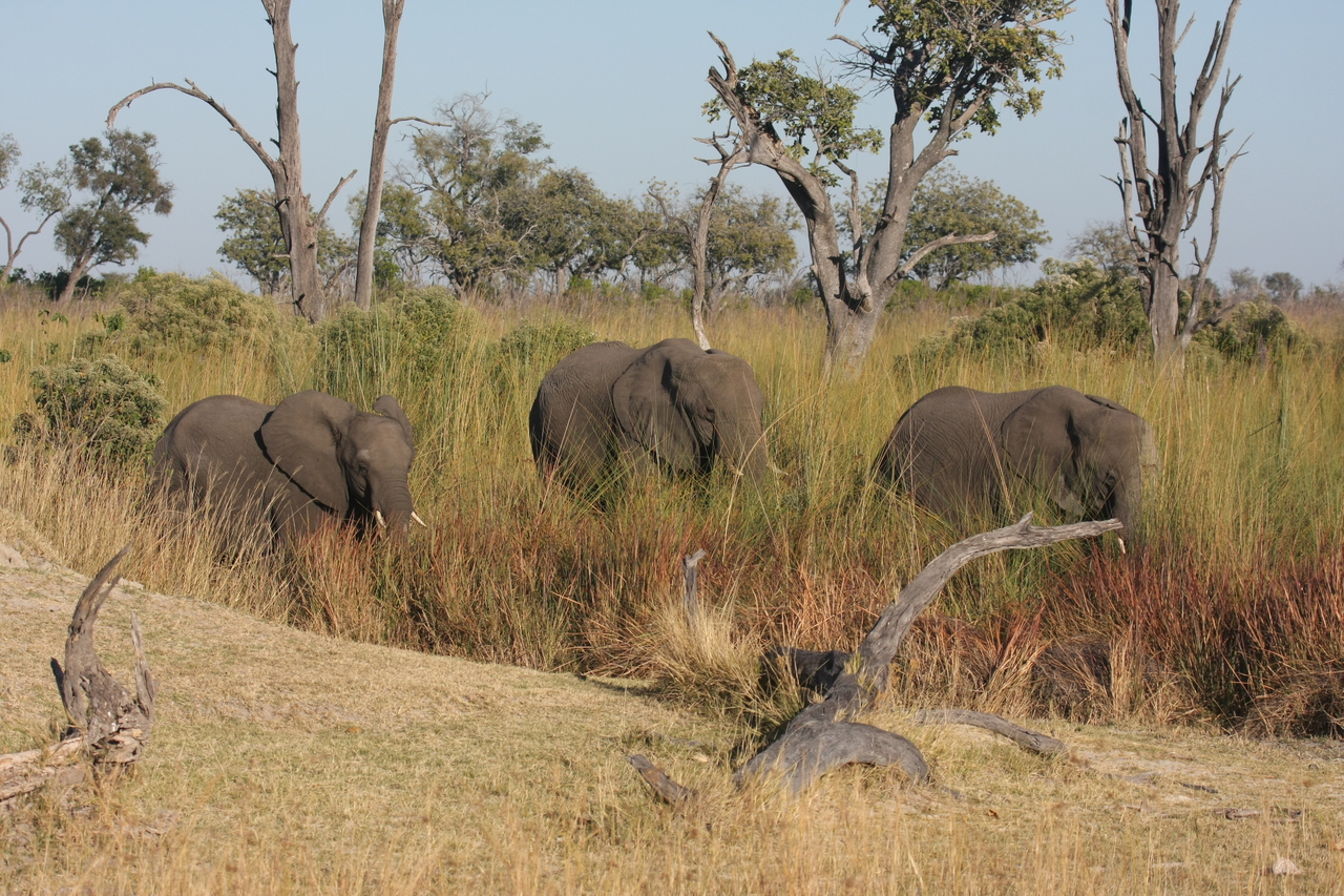 [17913] 2016_06_28_02_18_01_Africa_Canon_EOS_40D_IMG__00039.jpg