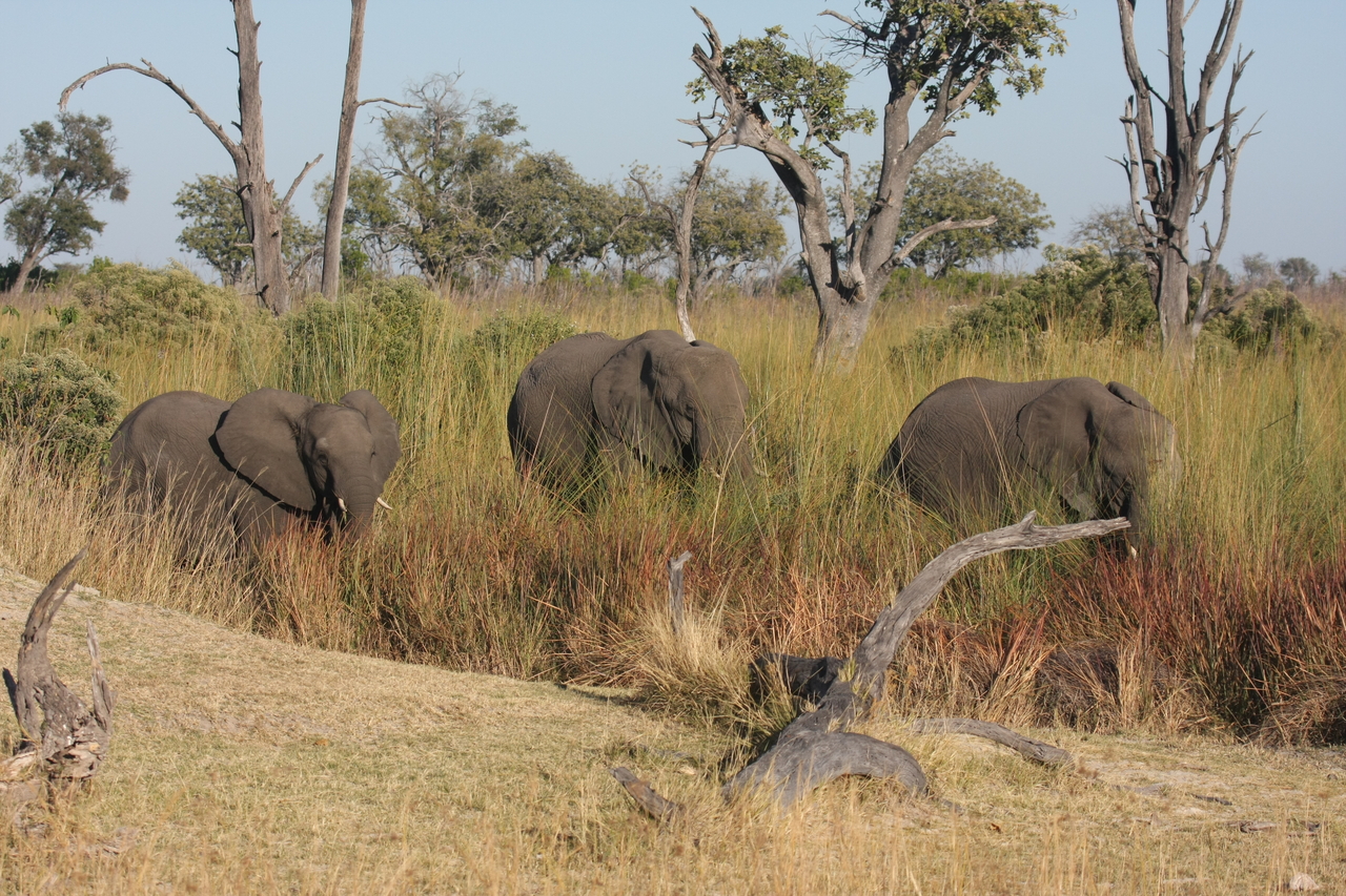 [17923] 2016_06_28_02_18_11_Africa_Canon_EOS_40D_IMG__09875.jpg