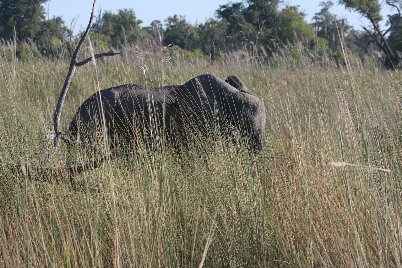 [17931] 2016_06_28_02_18_28_Africa_Canon_EOS_40D_IMG__02432.jpg