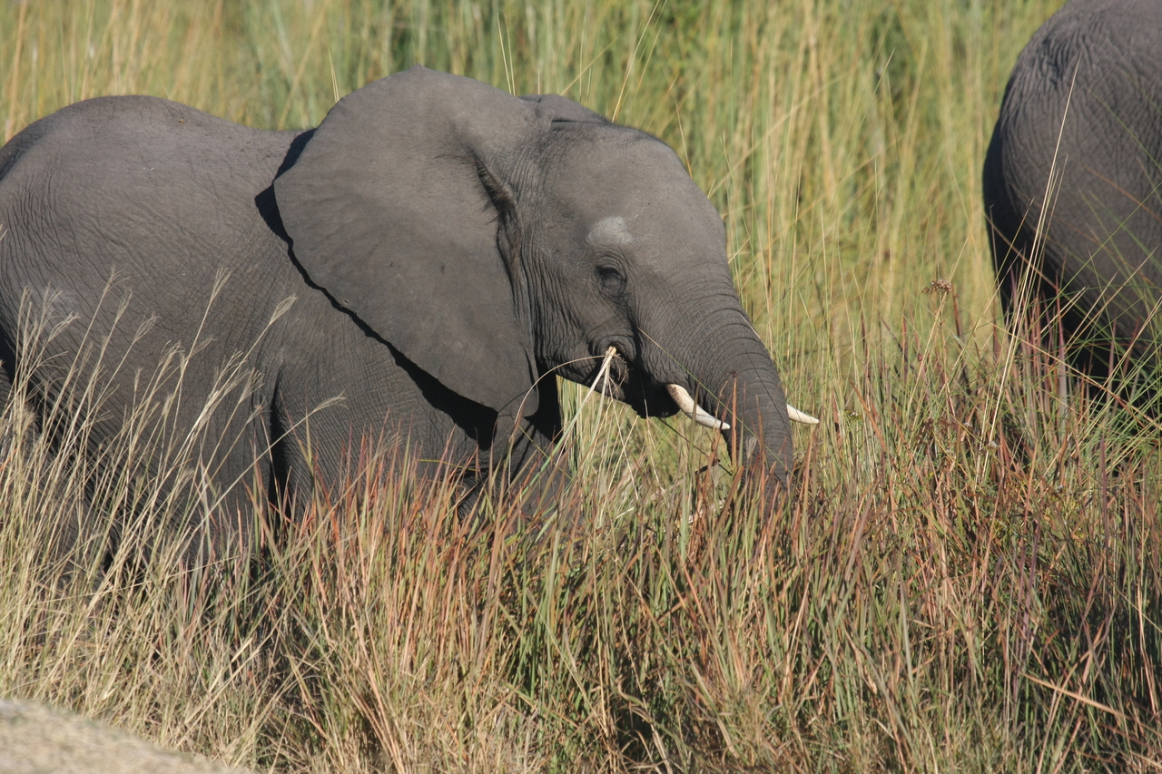 [17935] 2016_06_28_02_18_38_Africa_Canon_EOS_40D_IMG__00048.jpg