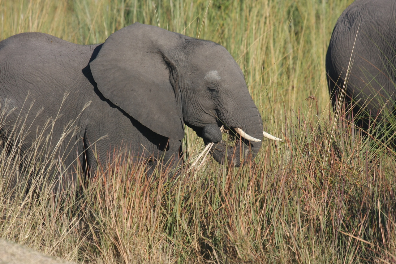 [17951] 2016_06_28_02_18_40_Africa_Canon_EOS_40D_IMG__09886.jpg