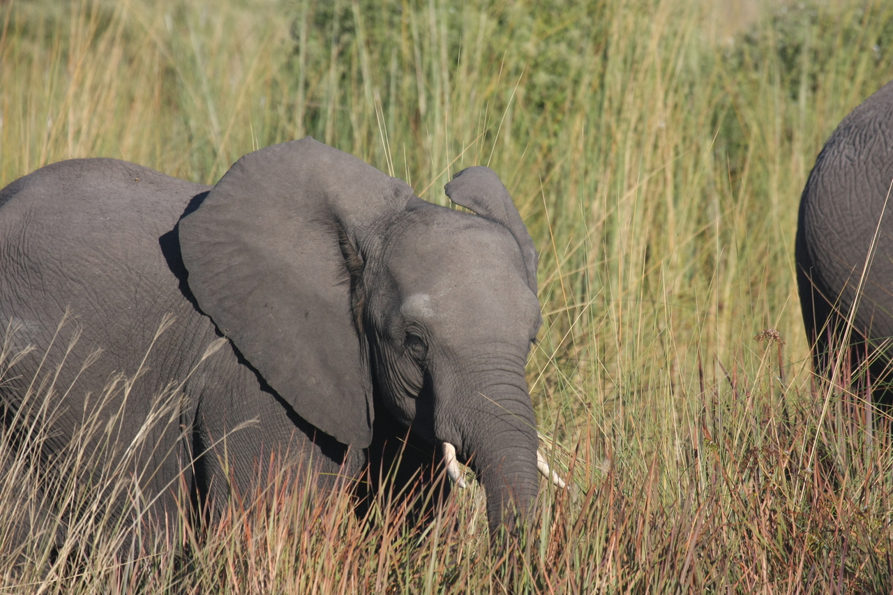 [17960] 2016_06_28_02_18_46_Africa_Canon_EOS_40D_IMG__09889.jpg