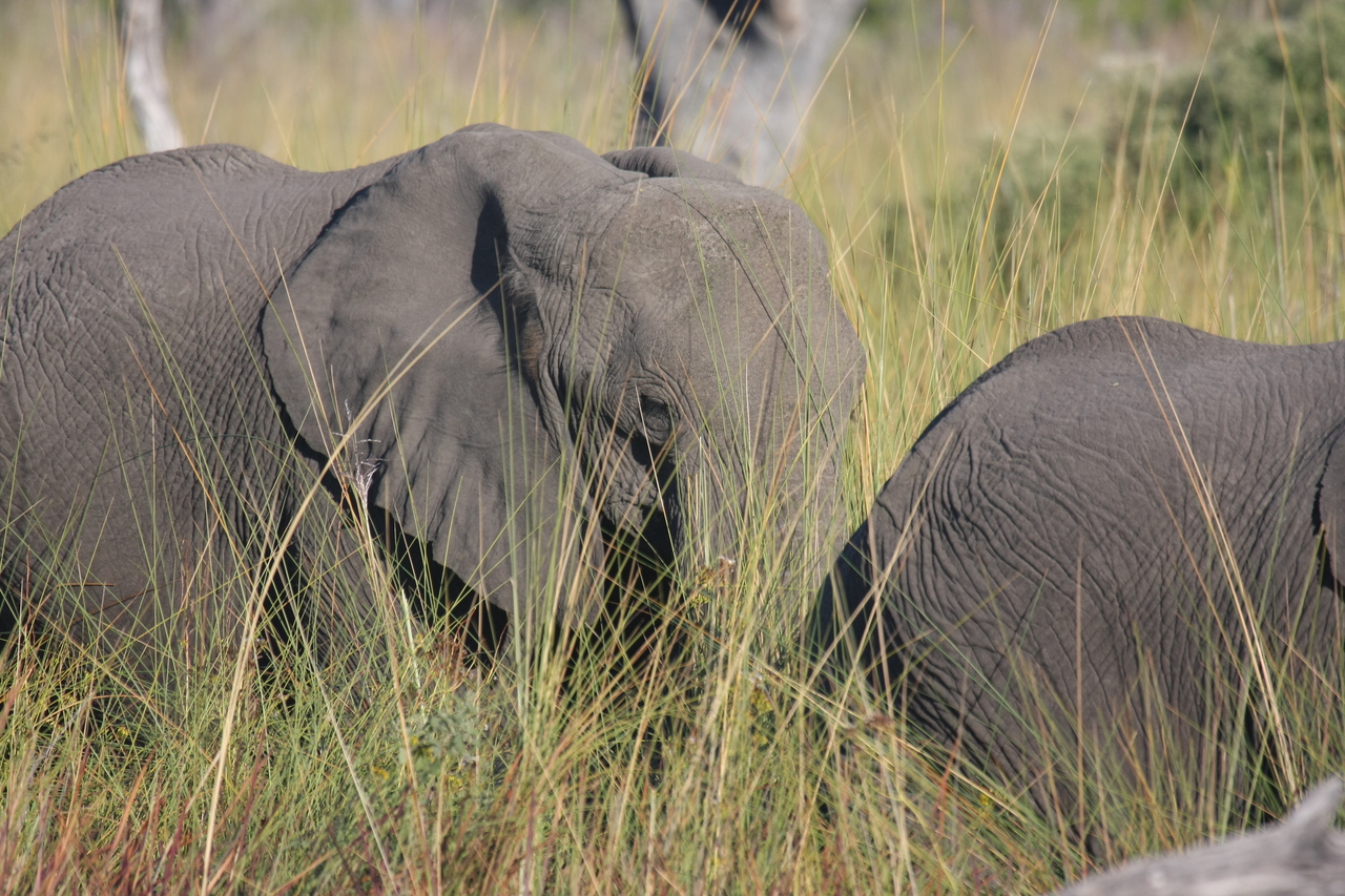 [17964] 2016_06_28_02_18_54_Africa_Canon_EOS_40D_IMG__00057.jpg