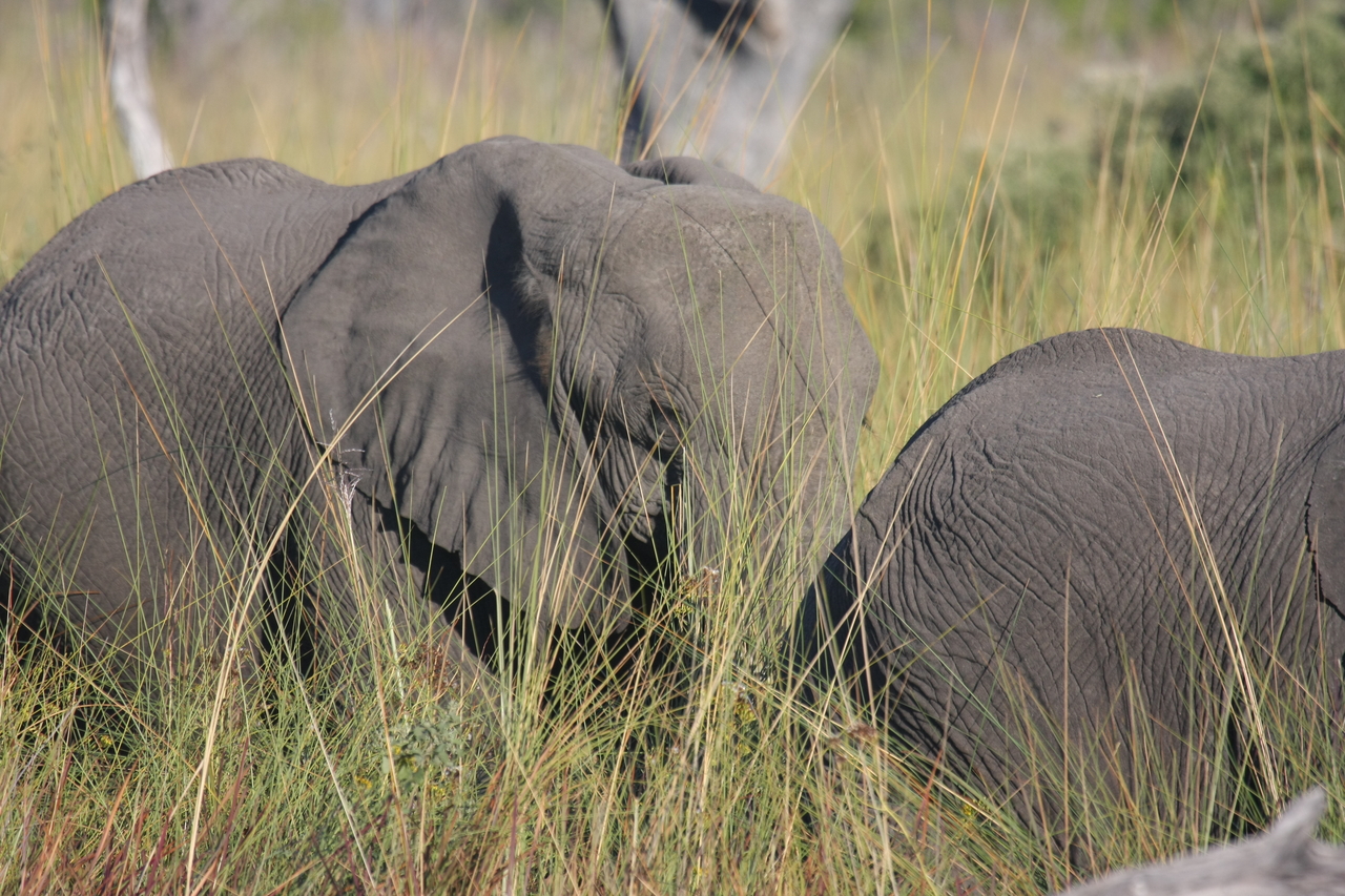 [17969] 2016_06_28_02_18_54_Africa_Canon_EOS_40D_IMG__09893.jpg