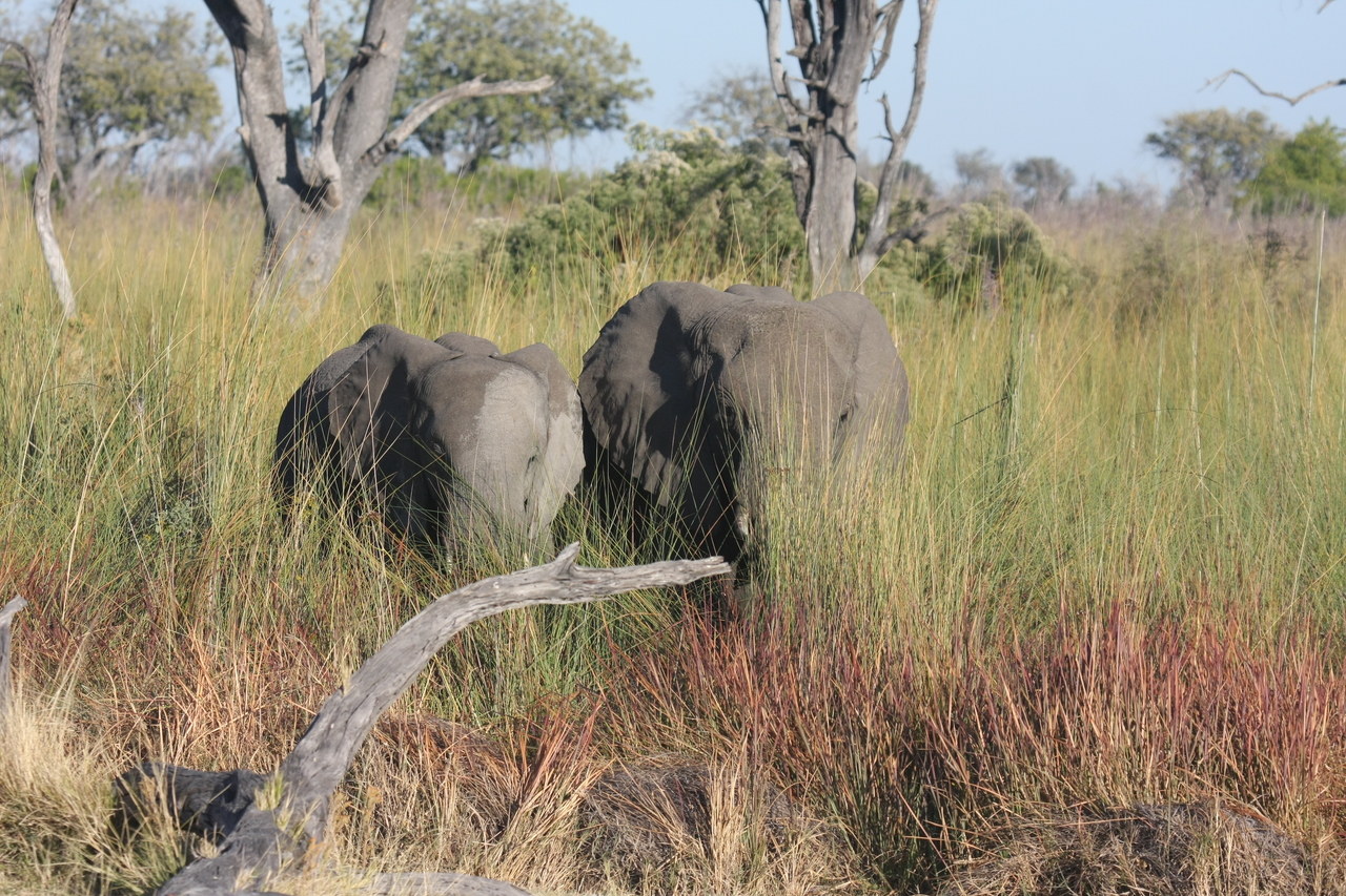 [17973] 2016_06_28_02_19_12_Africa_Canon_EOS_40D_IMG__00061.jpg