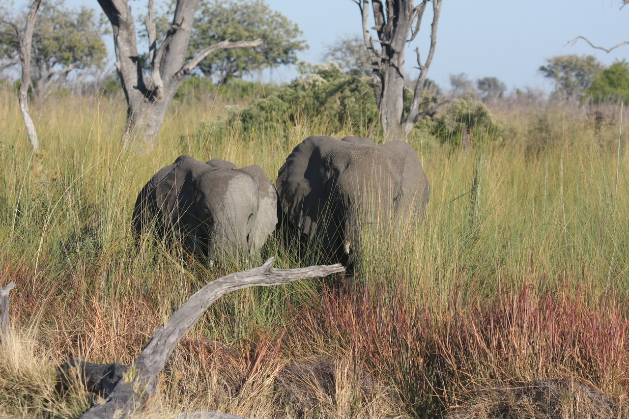 [17974] 2016_06_28_02_19_12_Africa_Canon_EOS_40D_IMG__00062.jpg