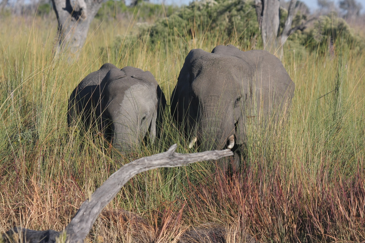 [17981] 2016_06_28_02_19_15_Africa_Canon_EOS_40D_IMG__02450.jpg