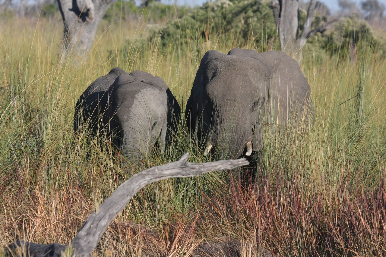 [17982] 2016_06_28_02_19_15_Africa_Canon_EOS_40D_IMG__02451.jpg