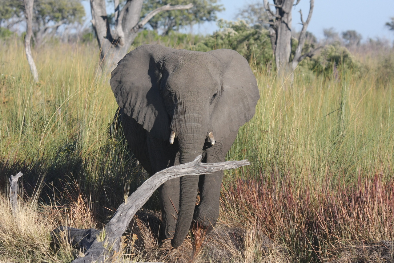 [17991] 2016_06_28_02_19_25_Africa_Canon_EOS_40D_IMG__00067.jpg