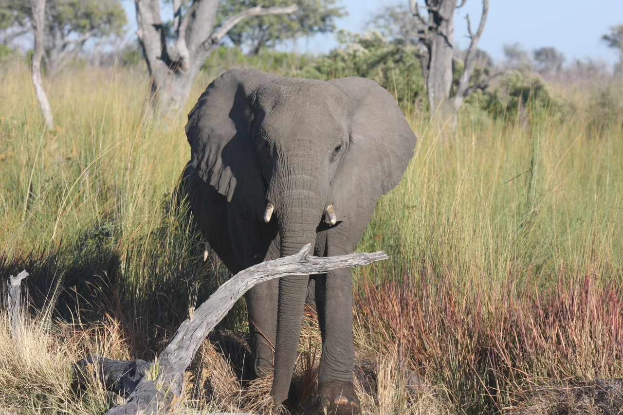 [17992] 2016_06_28_02_19_25_Africa_Canon_EOS_40D_IMG__00068.jpg