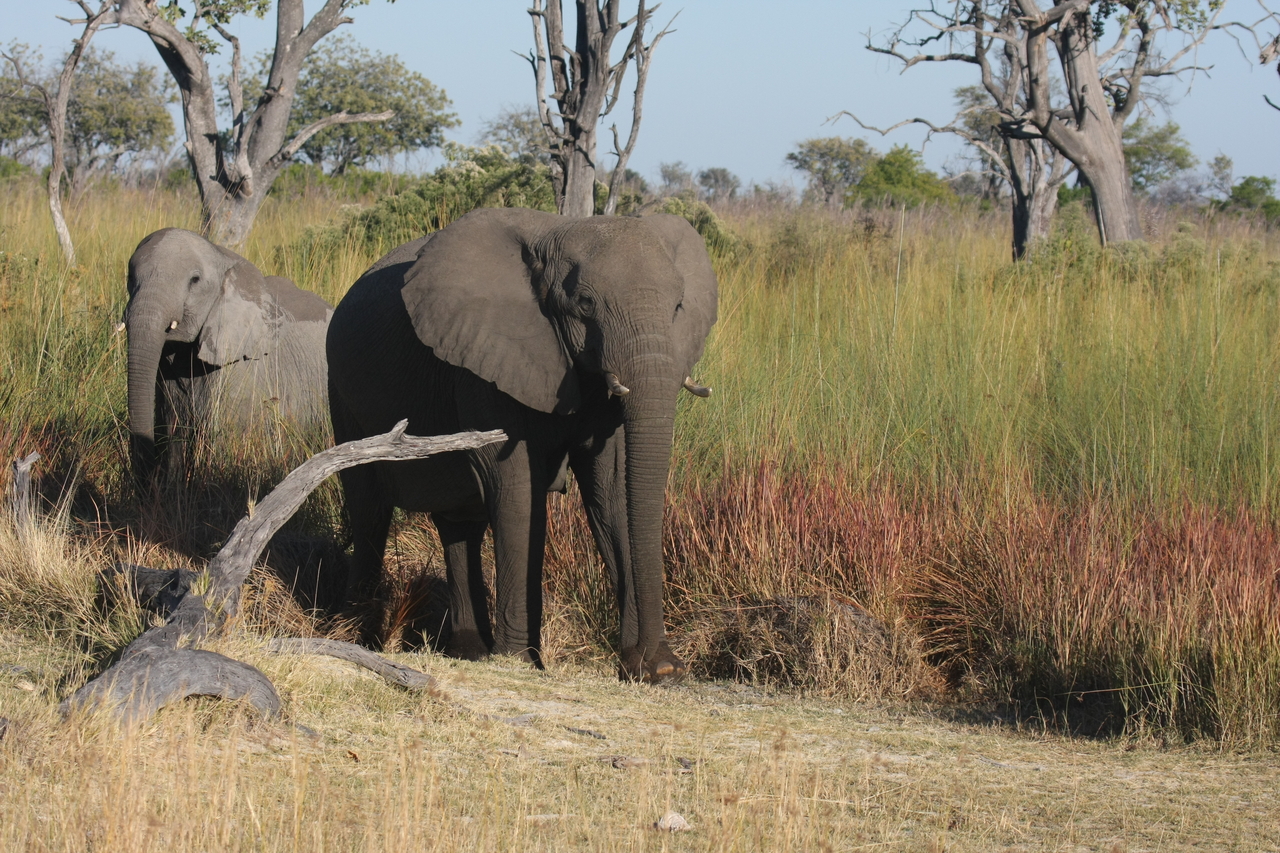 [18005] 2016_06_28_02_19_28_Africa_Canon_EOS_40D_IMG__09906.jpg