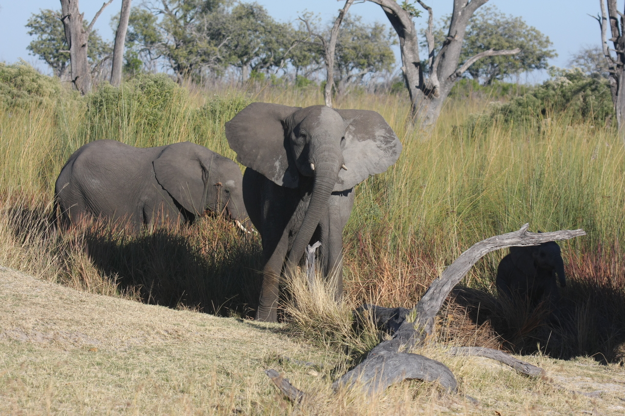 [18007] 2016_06_28_02_19_32_Africa_Canon_EOS_40D_IMG__00074.jpg