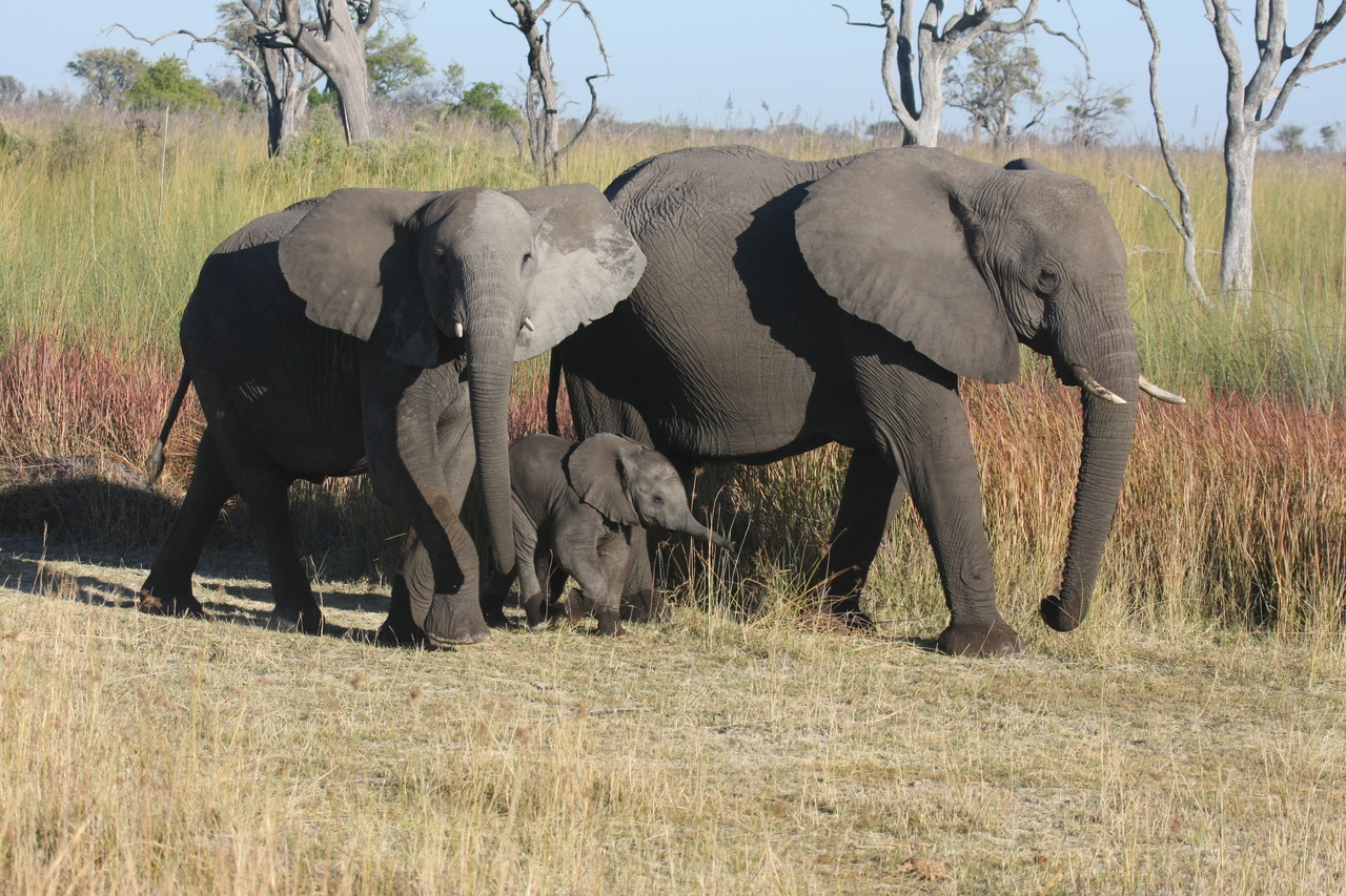 [18029] 2016_06_28_02_19_43_Africa_Canon_EOS_40D_IMG__02469.jpg