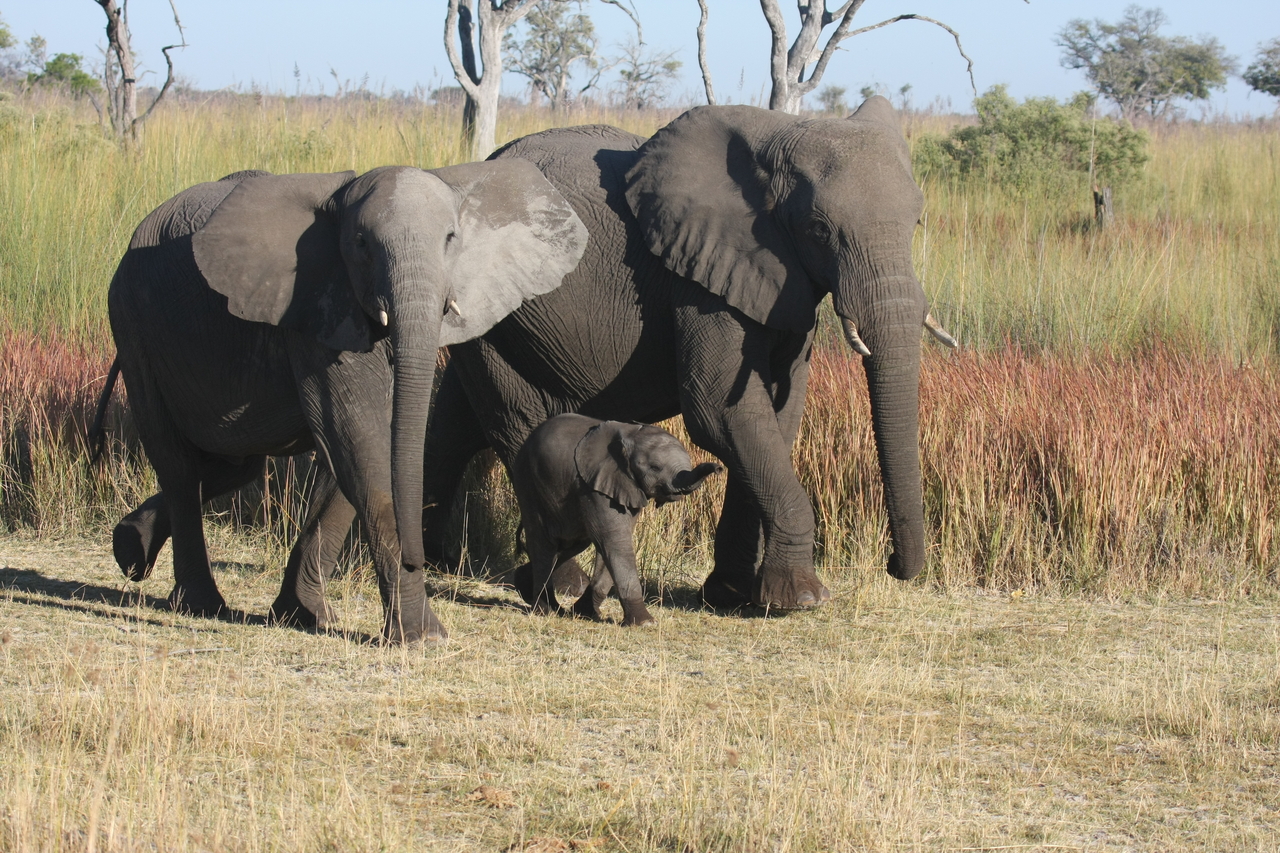 [18041] 2016_06_28_02_19_45_Africa_Canon_EOS_40D_IMG__02473.jpg