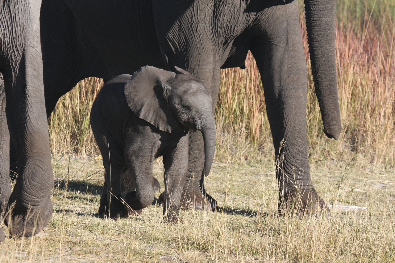 [18058] 2016_06_28_02_19_50_Africa_Canon_EOS_40D_IMG__09924.jpg