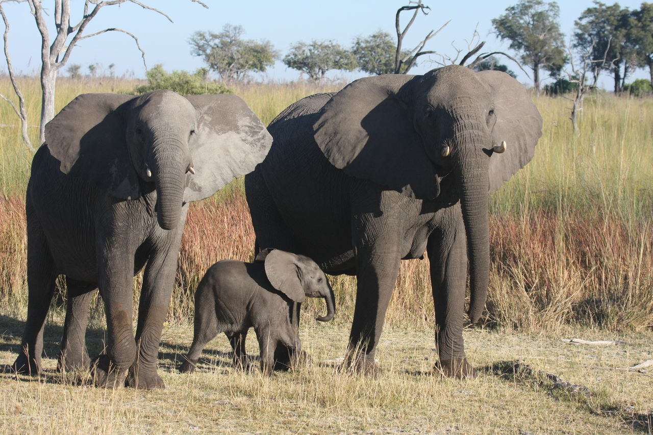 [18060] 2016_06_28_02_19_56_Africa_Canon_EOS_40D_IMG__00093.jpg