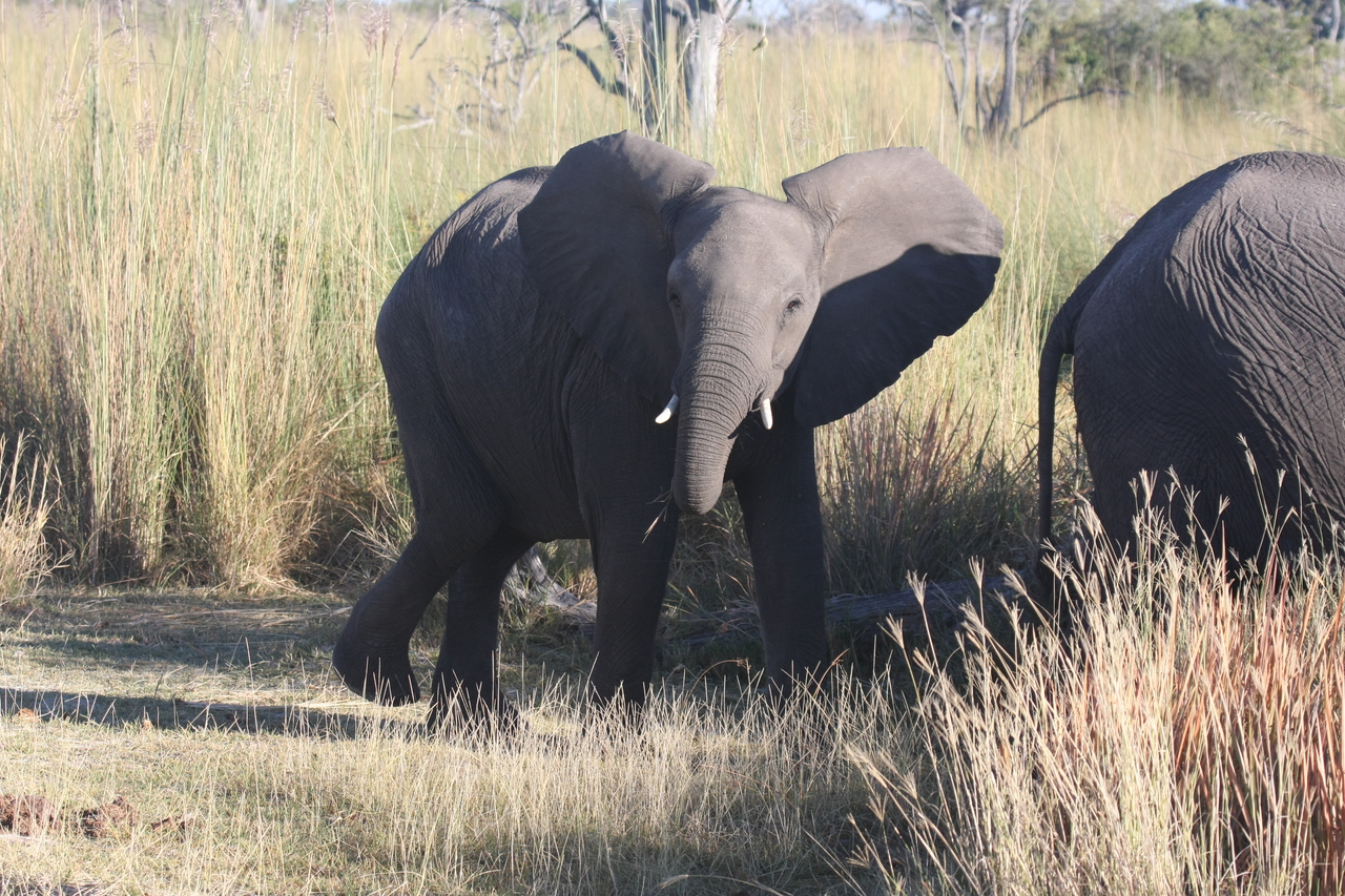 [18073] 2016_06_28_02_20_17_Africa_Canon_EOS_40D_IMG__02484.jpg