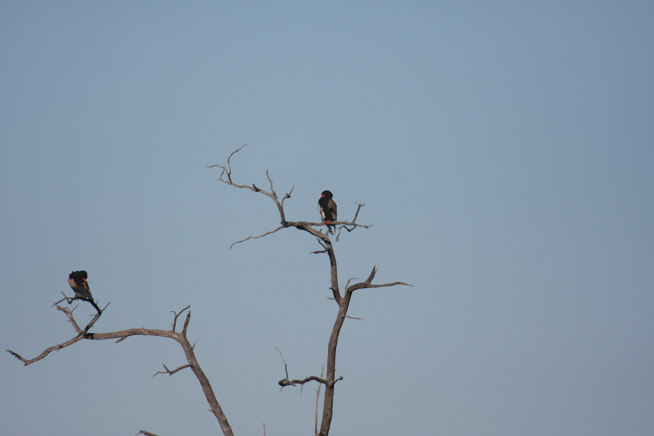 [18090] 2016_06_28_02_24_23_Africa_Canon_EOS_40D_IMG__09935.jpg