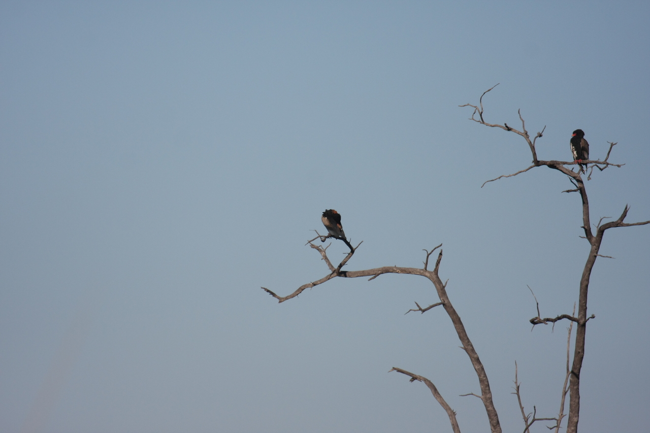 [18095] 2016_06_28_02_24_32_Africa_Canon_EOS_40D_IMG__09939.jpg