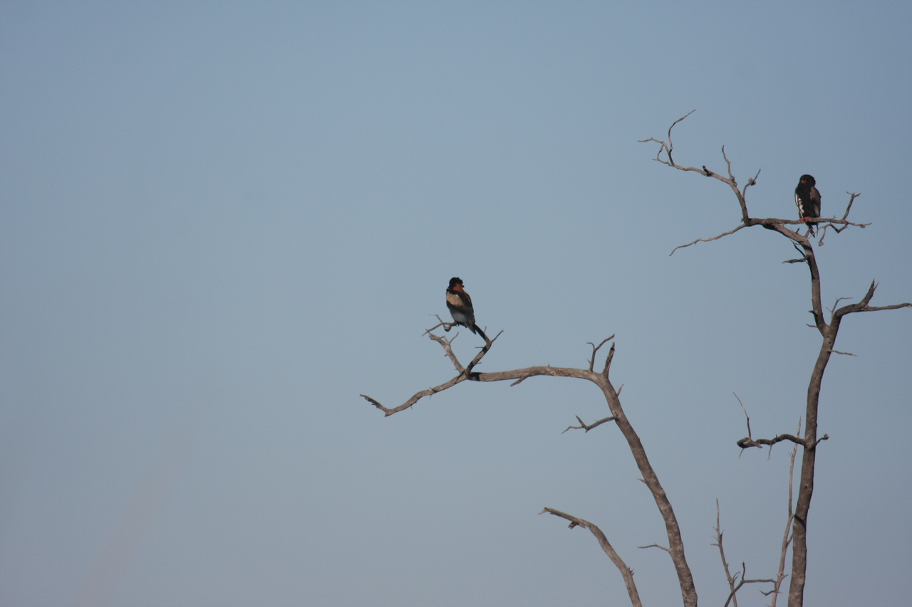 [18108] 2016_06_28_02_26_18_Africa_Canon_EOS_40D_IMG__00110.jpg