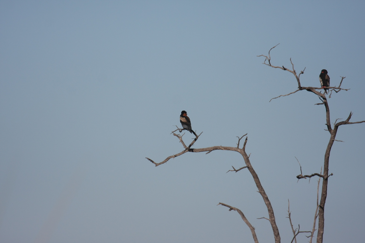 [18115] 2016_06_28_02_26_18_Africa_Canon_EOS_40D_IMG__09945.jpg