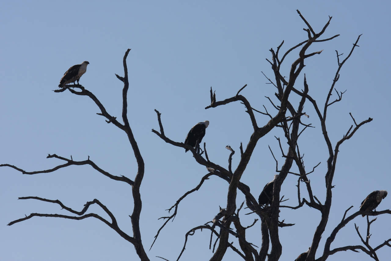 [18120] 2016_06_28_02_33_25_Africa_Canon_EOS_40D_IMG__00116.jpg