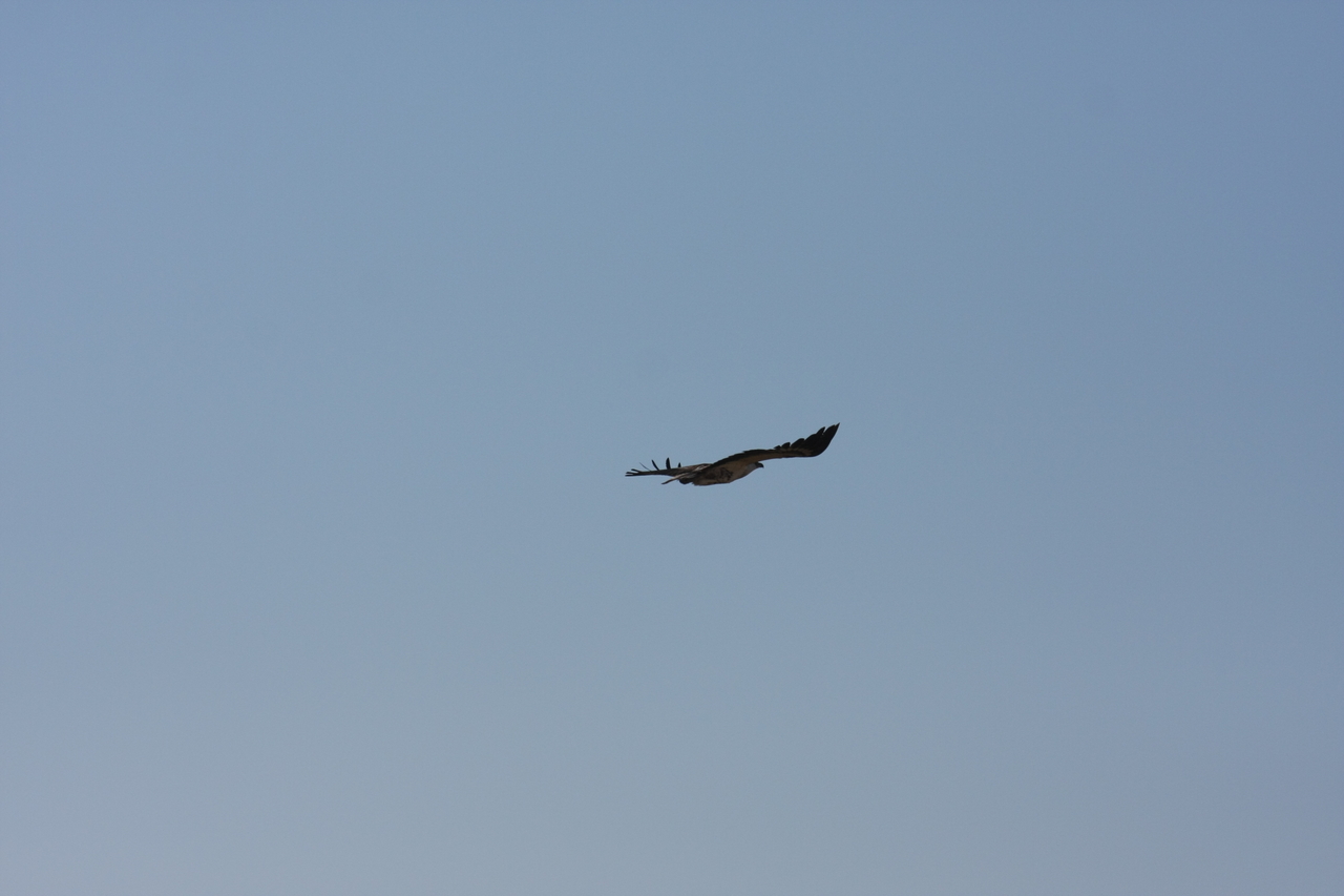 [18139] 2016_06_28_02_33_46_Africa_Canon_EOS_40D_IMG__00123.jpg