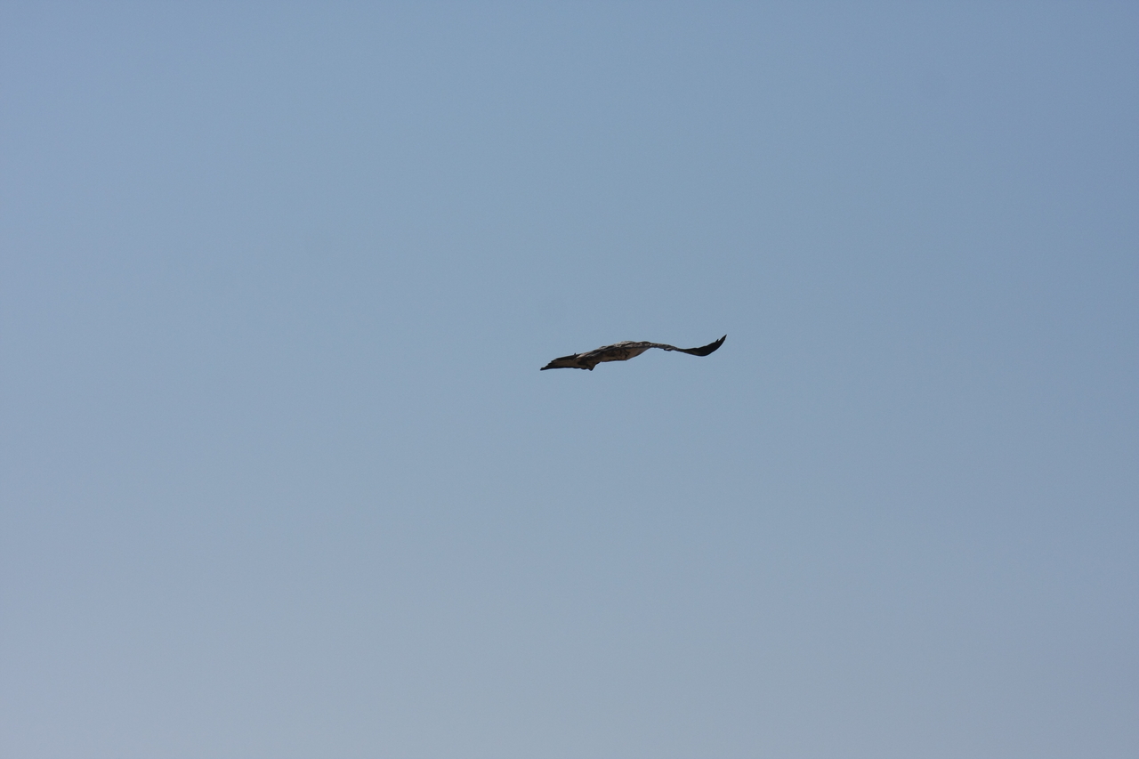 [18143] 2016_06_28_02_33_46_Africa_Canon_EOS_40D_IMG__02511.jpg