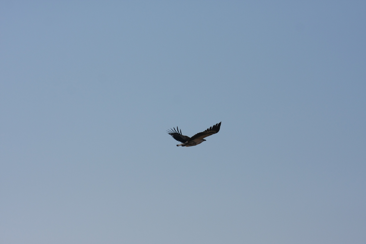 [18144] 2016_06_28_02_33_46_Africa_Canon_EOS_40D_IMG__09956.jpg